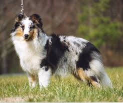 Australian shepherds are gentle with humans and aggressive when herding farm. Triangle Sheltie Rescue Of North Carolina Best Small Dog Breeds Sheltie Shetland Sheepdog