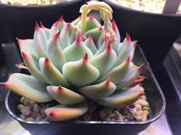 チワワエンシスの特徴や葉挿しの成長記録 多肉植物 和黒柴な日々