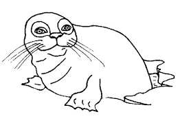 Select from 35919 printable coloring pages of cartoons, animals, nature, bible and many more. Just Born Baby Seal Coloring Page Coloring Sky