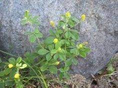 Maybe you would like to learn more about one of these? Common Weeds