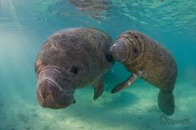 Ananí the baby manatee tells the story of a young manatee that disobeys her mother and suffers the consequences. Manatee Mom And Calf One Of The Famous Manatees Lives Here In Bradenton Fl Is Snooty And He Was Found As A Tiny Baby Without A Manatee Animals Baby Animals