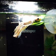 Amazon Com Zoo Med Laboratories Azmbl20 Betta Hammock Aquarium Decor Plastic Plants Pet Supplies Zoo Med Betta Plastic Plants
