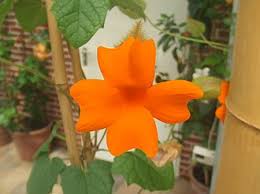 Image result for Thunbergia dregeana