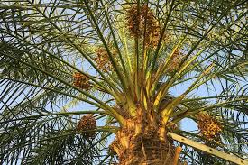 One type of this tree is. Page 5 Royalty Free Palm Fruit Photos Free Download Pxfuel