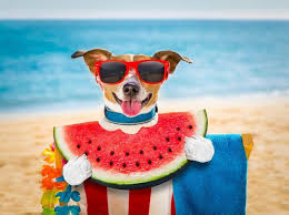 A watermelon is about 90% water. Can Dogs Eat Watermelon The Answer May Surprise You