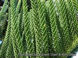 Image result for Araucaria columnaris