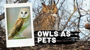 A raptor trainor can have them for vermin clearing and racetrack clearing of sea gulls. Owls As Pets 10 Reasons Why Owls Make Bad Pets Keeping Owls As Pets Youtube