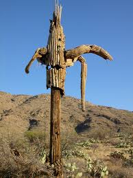 For the palm os software, see the saguaro blossom is the state wildflower of arizona. Saguaro Cactus Northwriter