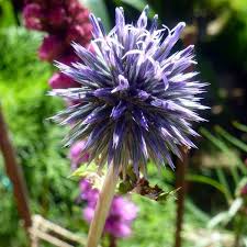 Image result for globe thistle