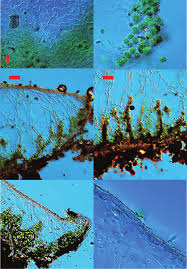 Image result for Sopubia conferta