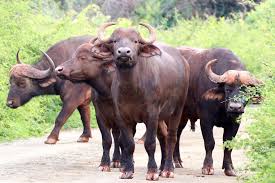 Buffalo Large Cattle Like Animal One Of The Big Five Shoulder Height 155 Cm Mass 750 Kg Animals Like Animals Cattle