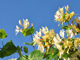 The most common 'trumpet' honeysuckle in north carolina is red, but the blooms appear in several different colors, such as yellow, coral, and pink. Honeysuckle Varieties Distinguishing Different Kinds Of Honeysuckles