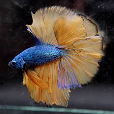 Preserve these natural gravel or marbles that momentarily but bettas by providing more of a meat diet plan as in company and not until 1910. Betta Fish Betta Fish Ideas Bettafish Fishbetta Live Betta Fish Sky Blue Bumblebee Hawk Rosetail Hm Male 650 45 00 End Date Betta Betta Fish Fish