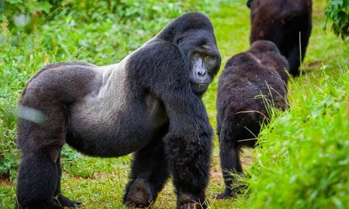 Volcanoes-national-park-Musanze