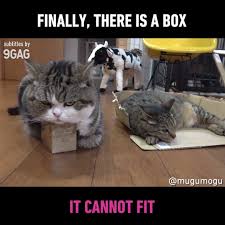 Anime wallpapers, 1080x2340 hd backgrounds. 9gag Cute The Box Is Too Small Facebook