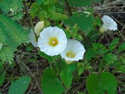 Image result for Turbina longiflora