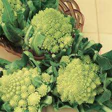 Gardeners in the far northeastern part of minnesota, from duluth north, can grow excellent quality cauliflower all summer long. Cauliflower Seeds Romanesco Early Suttons