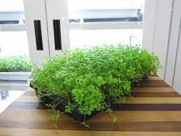 Fast shipping · shop best sellers · shop our huge selection 12 Best Herbs To Grow Indoors Indoor Herbs Balcony Garden Web
