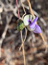 Image result for Decorsea schlechteri