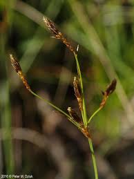 Image result for Fimbristylis