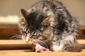 It is wise to give your cat an antibiotic (as assigned by a vet), and to apply topical antibacterial ointments and creams to avoid further infection and discomfort. My Cat Is Scratching Itself Raw Causes Of Excessive Scratching Licking