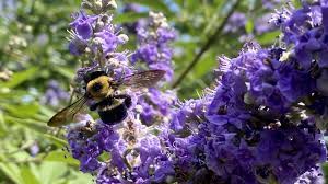Nature hills is america's largest online plant nursery. Get It Growing Whether You Call It Chaste Tree Or Vitex It S A Great Landscape Plant