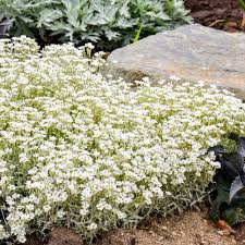 Image result for Cerastium