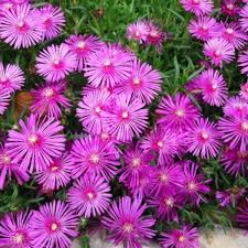 Image result for Delosperma spp.