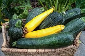 Growing Zucchini Containers Controlling Blossom End Rot And Powdery Mildew Calikim Garden Home