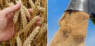 Start planning for himachal pradesh. Wheat Cultivation Income Profit Yield Proejct Report Agri Farming