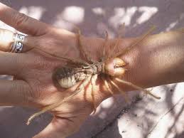 They are more like scorpions. Solifugae Like Spiders But Less Dangerous And More Gross Lazer Horse Large Spiders Spider Bugs And Insects