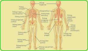 Fungsi rangka manusia yang pertama ialah membentuk tubuh manusia. Sistem Rangka Manusia Fungsi Cara Kerja Contoh Gambar