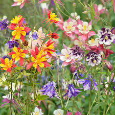 Image result for Aquilegia pompom mix