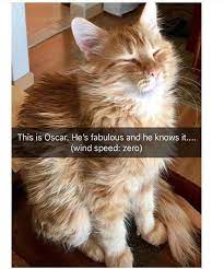 katzen erschrocken von der gurken zusammenstellung katzen gegen gurken lustige katzen 2016 check more at htt gatitos divertidos gatos perros graciosos