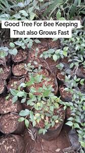 Image result for Erythrococca kirkii