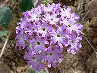 The yellow, purple, and red showy flowers help to give color in barren, arid landscapes. Wildflowers Of Arizona