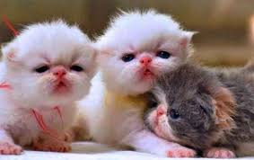 Untuk kucing anggora yang bermata hijau, biasanya bukan turkish angora murni. Harga Dan Gambar Anak Kucing Anggora Persia Kampung Dan Kucing Hutan