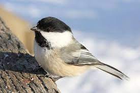 You can also find pictures of black capped chickadee, chickadee bird, carolina chickadee. Bird Tales The Chickadee S Story Sequim Gazette