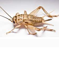 Weeds are a nuisance in a variety of land uses. Northern States Pest And Weed Control Moscow Id Pest Control Mapquest