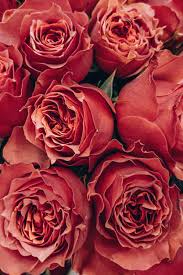 The best red wine, white and rose wine to buy taste and savour, plus all the best wine buying advice. 40 Rose Aesthetic Wallpaper For Your Iphone Prada Pearls Prada Pearls