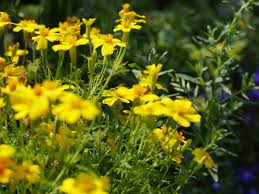 Landschaftsgärtner, die ihre exklusiven träume im garten umsetzen. Garten Und Landschaftsbau Frankfurt Sascha Werner Wir Sind Landschaftsgartner Und Gartenauer Aus Leidenschaft Gartenpflege Grunschnitt Terrassenbau Und Pflasterungen Vom Profi Aus Frankfurt Am Main Alle Infos Kontakt Hier Gleich Klicken