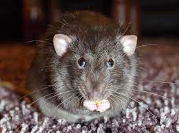 Tekniknya bisa anda lakukan sebagaimana penjelasan kami di bawah ini. Sederhana Banget Ini Cara Mengusir Tikus Paling Ampuh