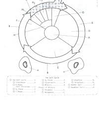 The student should be able to use the pieces to conceptualize cells and to progress through the questions in the worksheet. Cell Cycle Coloring Worksheet Luxury Mitosis Answers Redbirdcolor Color Worksheets Kids Mitosis Coloring Worksheet Answer Key Pdf Worksheet Ks1 Worksheets Middle School Worksheets Square Inch Grid Paper 9th Grade Math Topics Math