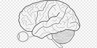 The diagram of the nervous system above shows the details of nerve system. Outline Of The Human Brain Human Body Heart Diagram Unlabeled Head Anatomy Human Brain Png Pngwing