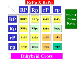 Record the probabilities for genotypes and phenotypes of the offspring (f2 generation) as percents and ratios. Dihybrid Crosses Involve 2 Traits Ppt Download