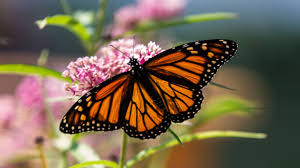 Image result for Monarch Butterfly