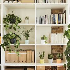 We did not find results for: Home Office And Study Plants Online Indoor Plants In London Patch