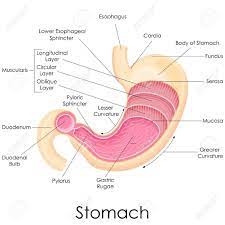 Pin On Human Anatomy Pictures