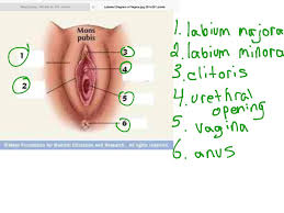 You will find more usage examples at our website. External Female Anatomy Anatomy Drawing Diagram