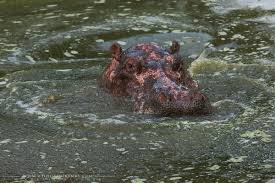 Image result for Hippocratea africana